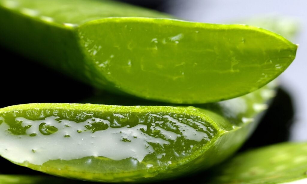 Aloe Macroclada : une découverte pionnière dans la mobilisation des cellules souches