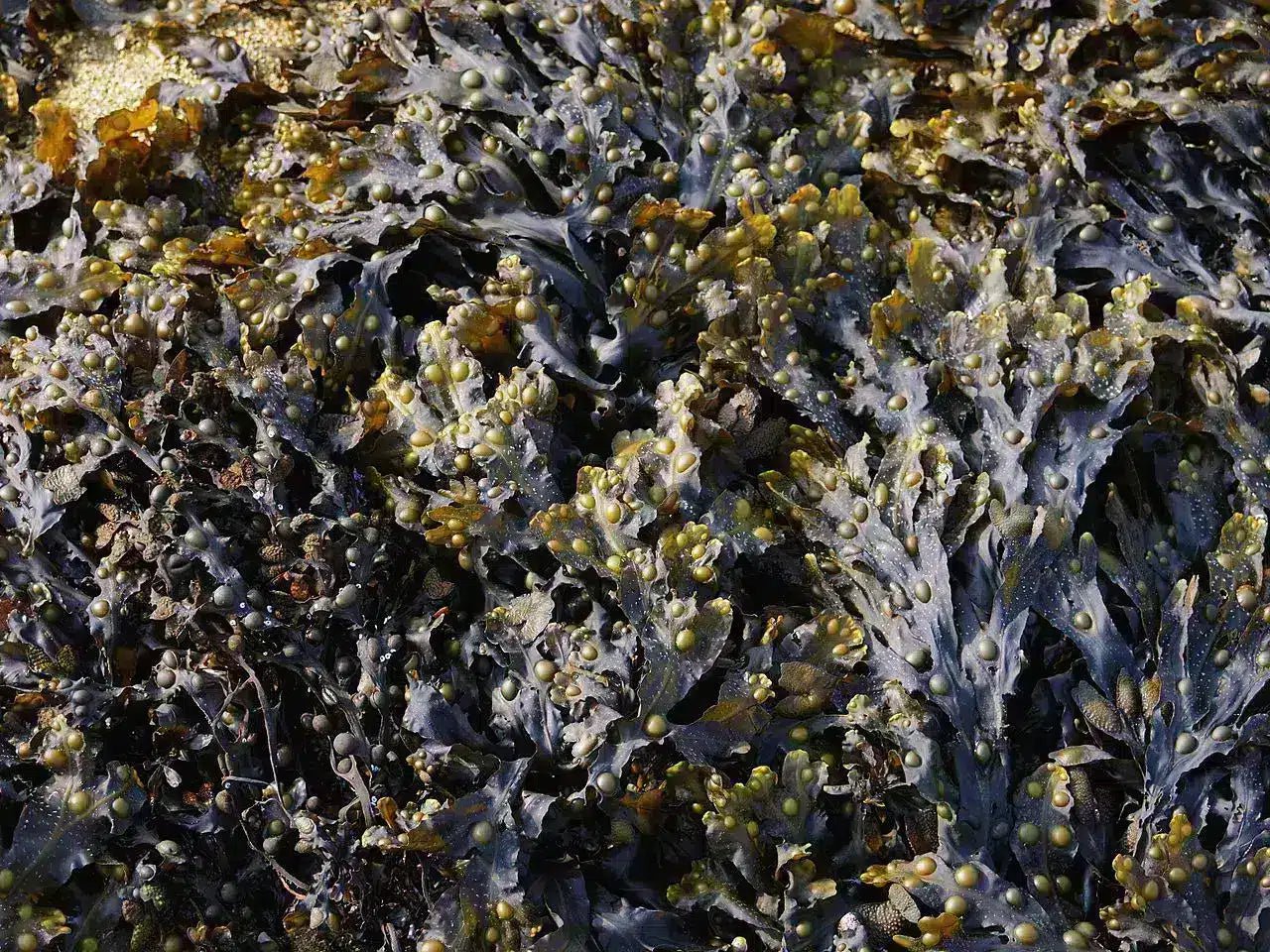 brown-algae-seaweed