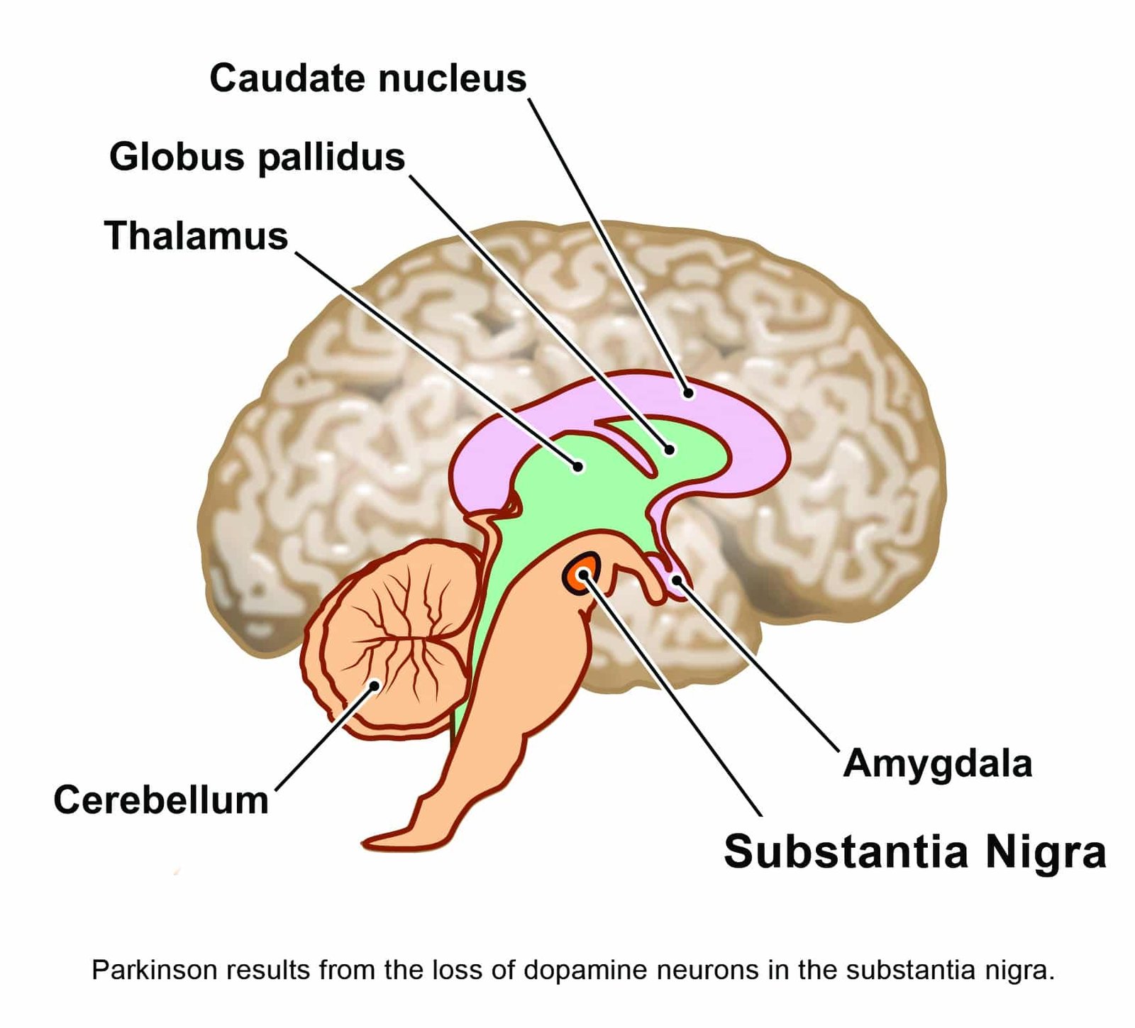 stem-cell-therapy-to-repair-brain-damage